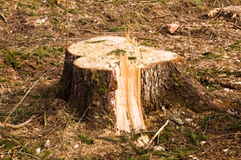 Benefits To Removing Stumps From Your Property