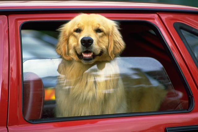 What We Can Learn from Unforgettable Dogs and Iconic Cars