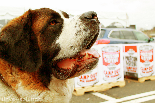 The Big And Lovable Saint Bernard
