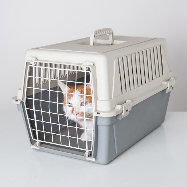 Perfect Tips For Safe &amp; Reliable Relocation Of Your Pet Transport