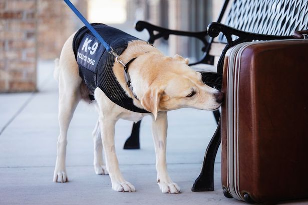 Sniffer Dogs A Vital Part Of Trading Standards Teams