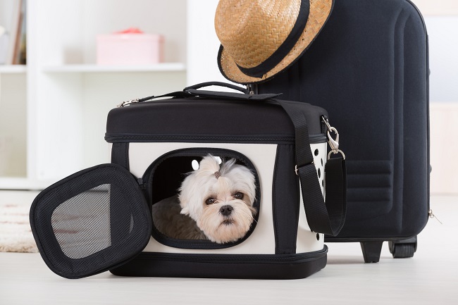 Perfect Tips For Safe &amp; Reliable Relocation Of Your Pet Transport
