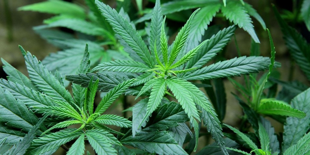 Learn The Surprising Medical Benefits Of Marijuana