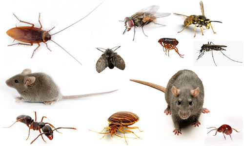 Landlords Who Ignore Pest Problems May Lose Rent