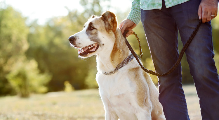 How To Naturally Boost Your Dog’s Immune System