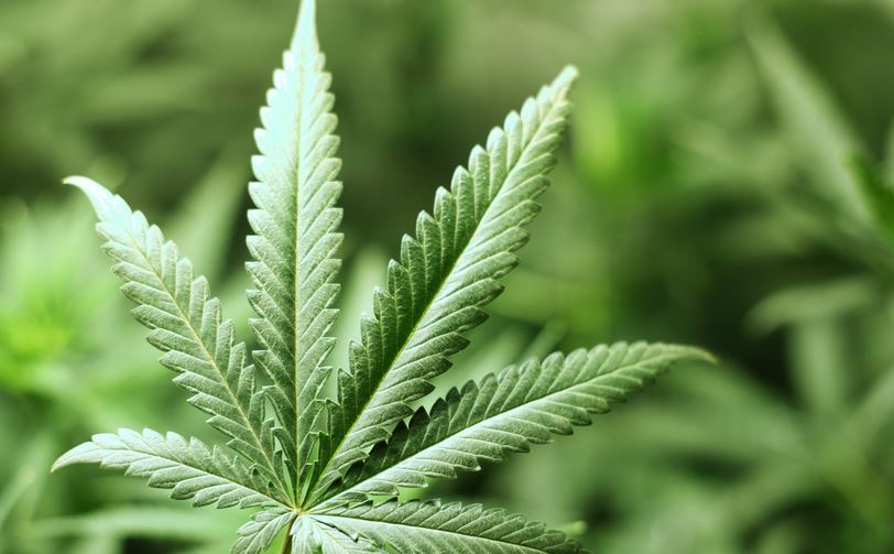 The Medical Marijuana Revolution and How This Drug Actually Helps