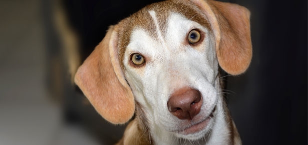 Intestinal Parasites and Your Pet