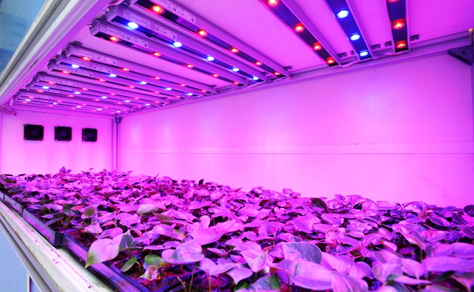 3 Most Important Things About LED Grow Lights