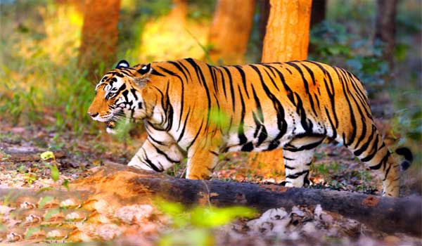 Sundarban National Park- Largest Tiger Reserve In India