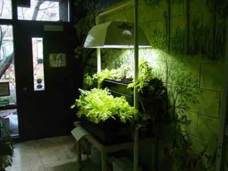 4 Tips To Consider For Setting Up Your Indoor Garden