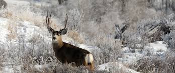 Why It Is Great To Go For Guided Hunting Trips