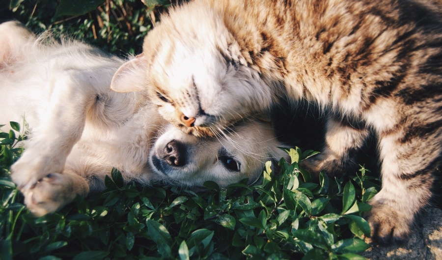 How CBD Can Help Keep Your Pets Healthy and Anxiety-Free