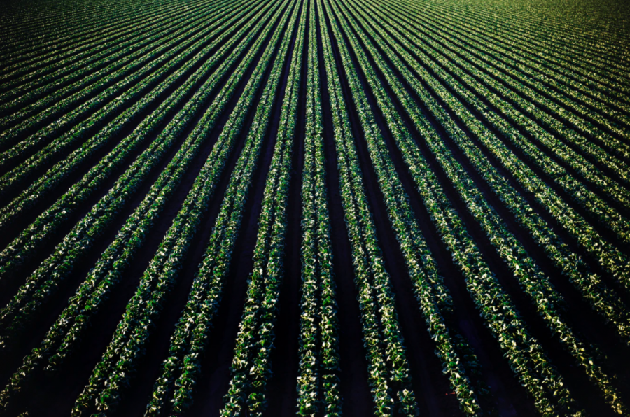 4 Incredible Plant Growing Secrets For Any Gardener or Farmer