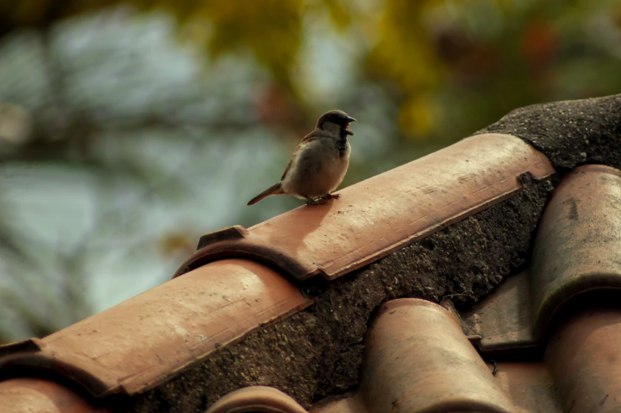 Birds, Bugs, and Critters: 5 Signs That Pests Are Destroying Your Roof
